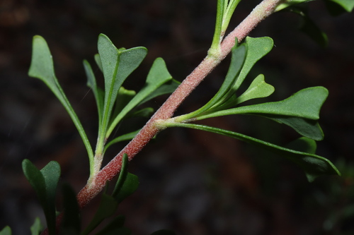 Image of Hibbertia monogyna by (c) Thomas Mesaglio, some rights reserved (CC BY)