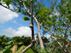 Bursera schlechtendalii