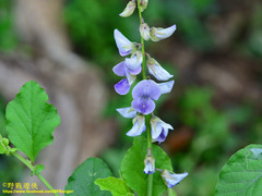 Crotalaria verrucosa