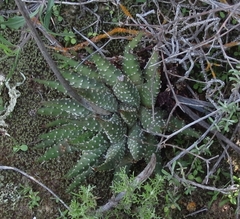 Tulista pumila