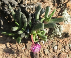 Brianhuntleya intrusa