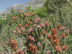 Erica multiflora image