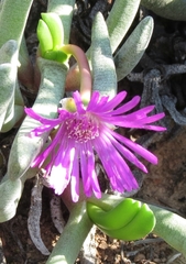 Brianhuntleya intrusa