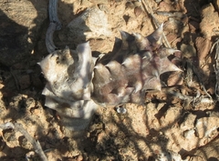 Quaqua mammillaris