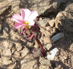 Oxalis convexula