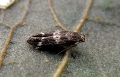 Mompha subbistrigella