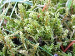 Rhytidiadelphus squarrosus