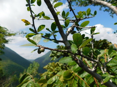 Bursera schlechtendalii