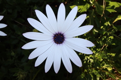 Dimorphotheca ecklonis