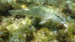 Pearly Goatfish photo 4