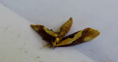 Harpella forficella