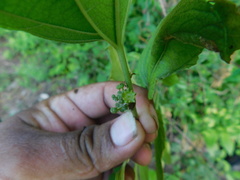 Colubrina arborescens