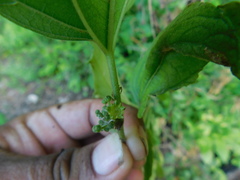 Colubrina arborescens
