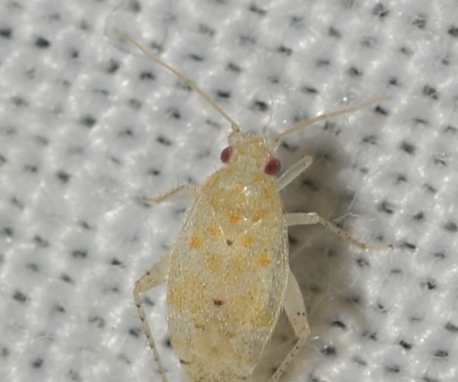 Atomoscelis galvagnii