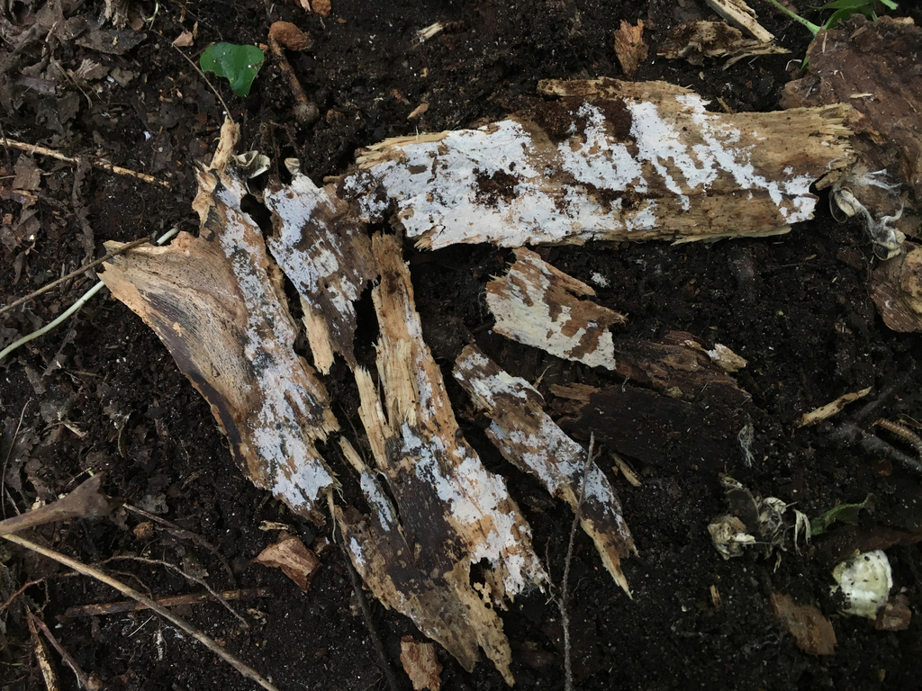 Subulicystidium brachysporum