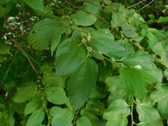Colubrina arborescens