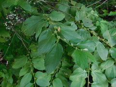 Colubrina arborescens