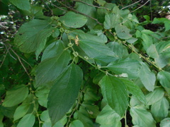 Colubrina arborescens