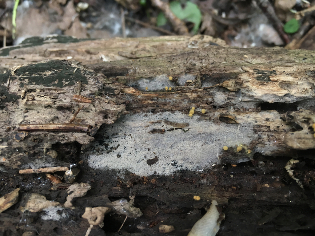 Botryobasidium sp. 'WI01'