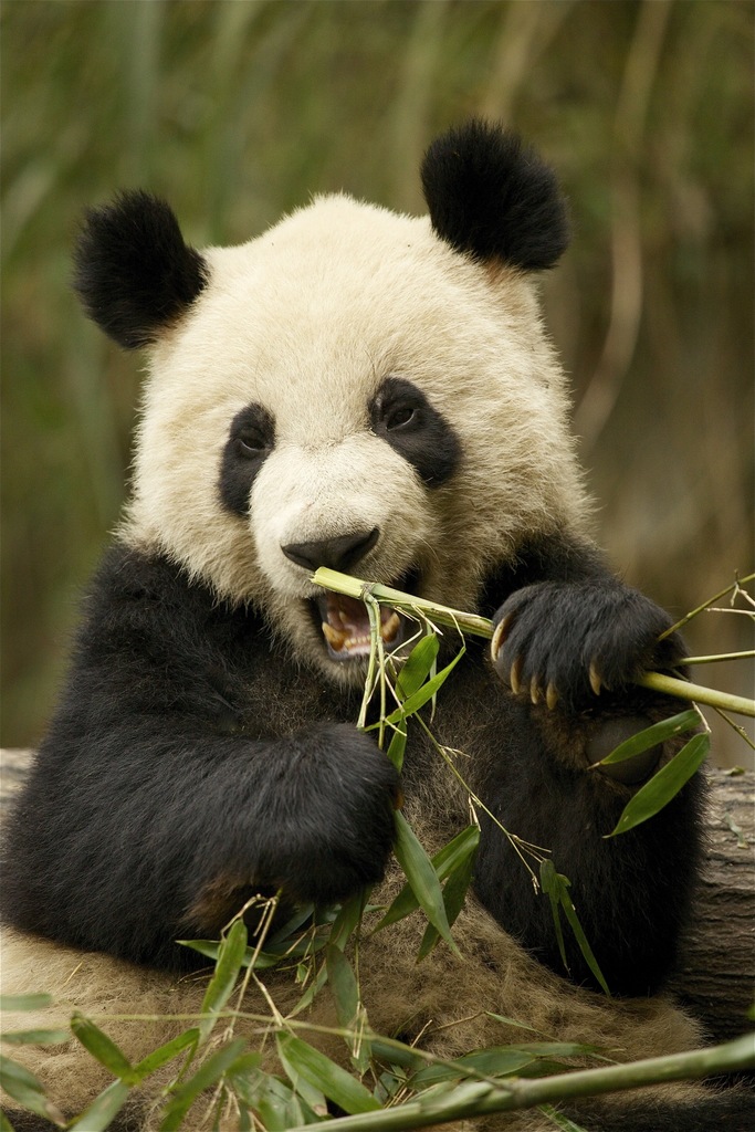 Giant Pandas