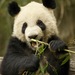 Giant Pandas - Photo (c) Martha de Jong-Lantink, some rights reserved (CC BY-NC-ND)