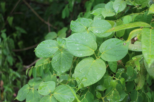 Illigera luzonensis iNat (2)