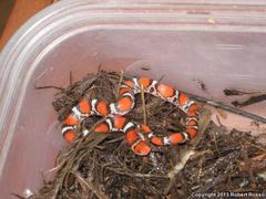 Cemophora coccinea copei