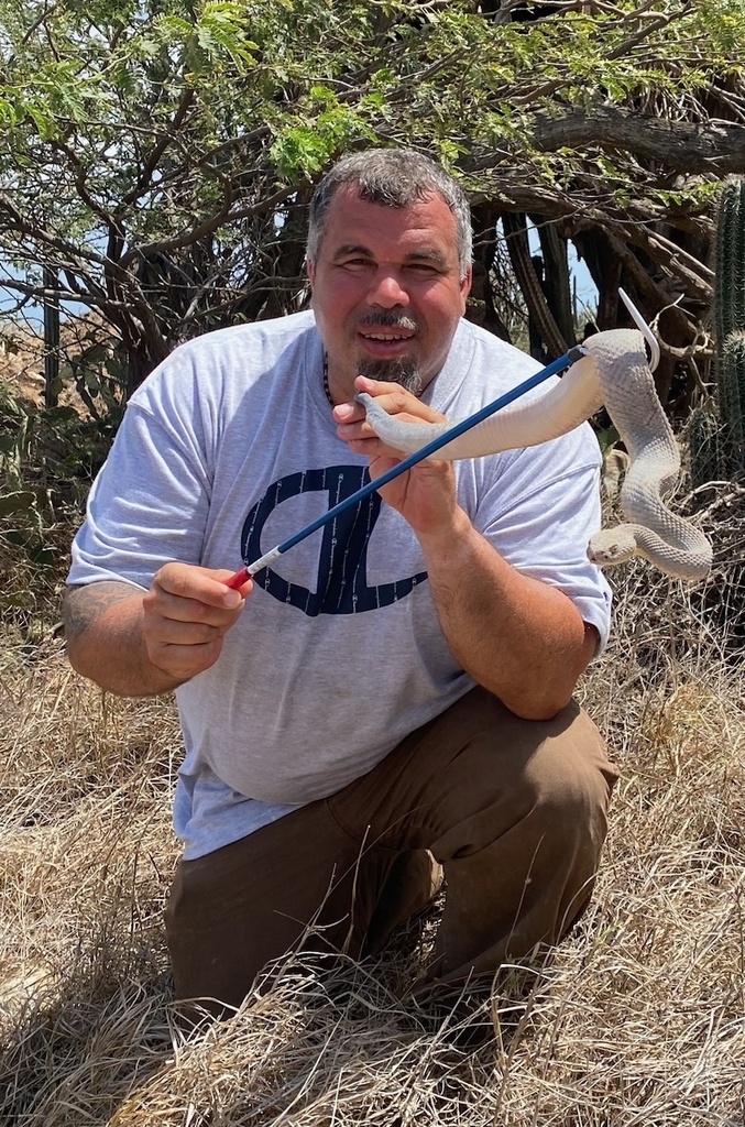 Aruba Island Rattlesnake From Arikok National Park, Aruba, Aw On July 