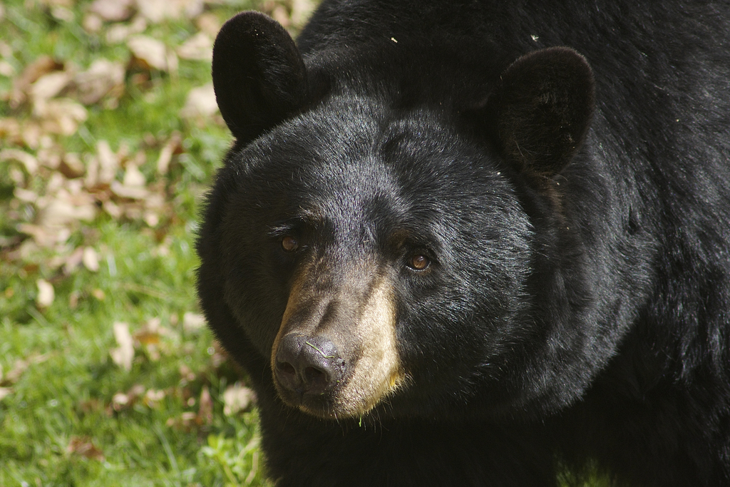Typical Bears