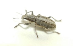 Charagmus intermedius