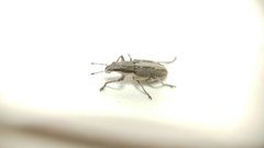 Charagmus intermedius