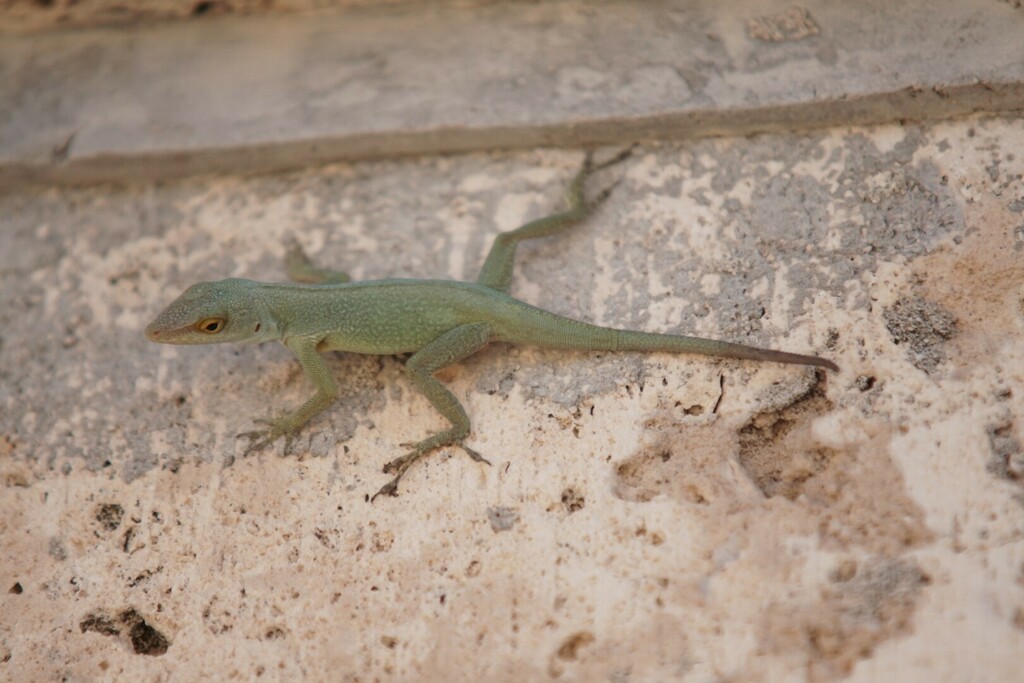 Petite Terre Anole