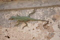 Petite Terre Anole photo 4