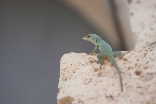 Petite Terre Anole, Anolis chrysops