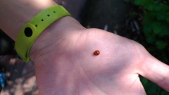 Propylea luteopustulata