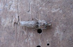 Nephopterix angustella