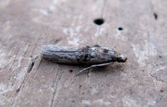 Nephopterix angustella