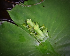 Water Lily Reed Frog photo 3