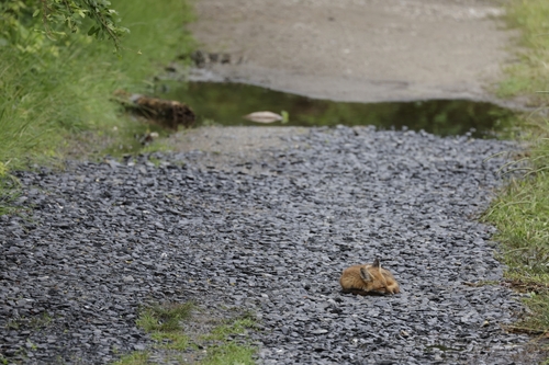 Red Fox photographed in New York