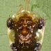 Helocassis clavata - Photo (c) skitterbug,  זכויות יוצרים חלקיות (CC BY), הועלה על ידי skitterbug