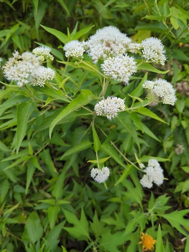 Austroeupatorium inulifolium