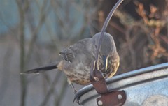 Toxostoma curvirostre