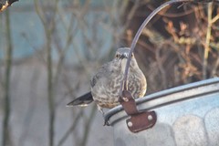 Toxostoma curvirostre