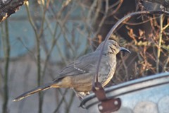 Toxostoma curvirostre