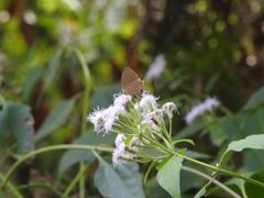 Jamides bochus formosanus