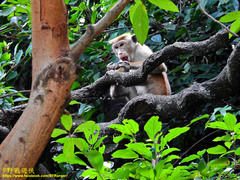 Macaca sinica
