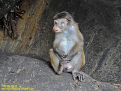 Macaca sinica