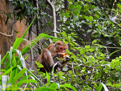 Macaca sinica