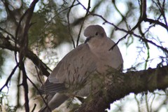 Streptopelia decaocto