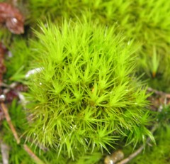 Dicranum viride